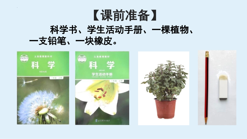 《观察一棵植物》PPT优质课件[教科版一年级科学上册]_第3页
