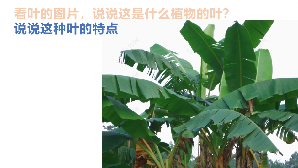 《这是谁的叶?》PPT优质课件[教科版一年级科学上册]_第2页