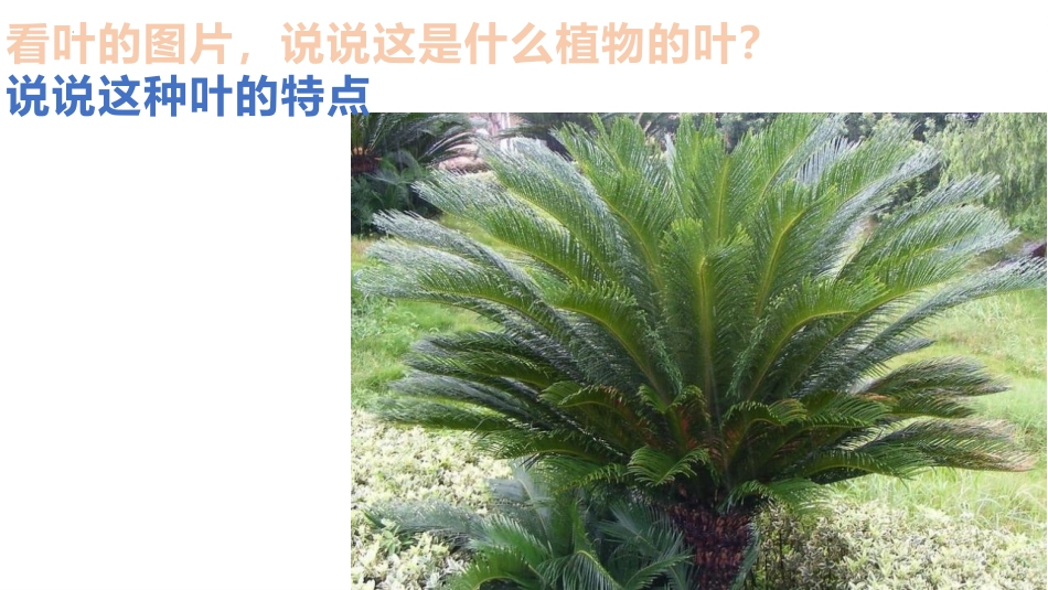 《这是谁的叶?》PPT优质课件[教科版一年级科学上册]_第3页