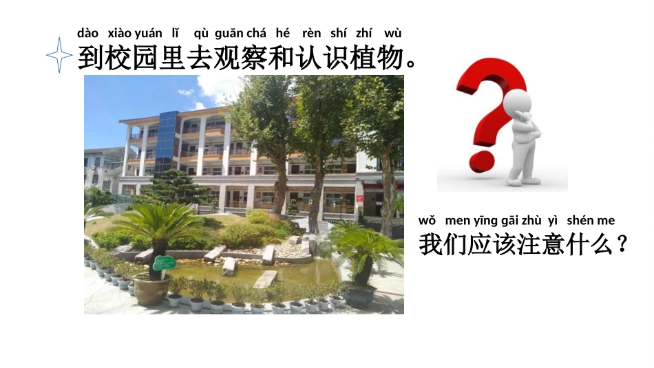 《校园里的植物》PPT课件[教科版一年级科学上册]_第2页