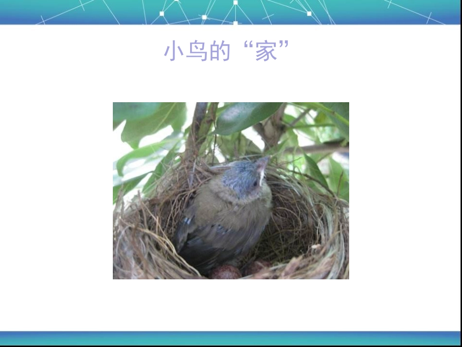 《给动物建个“家”》PPT教学课件[教科版一年级科学下册]_第2页