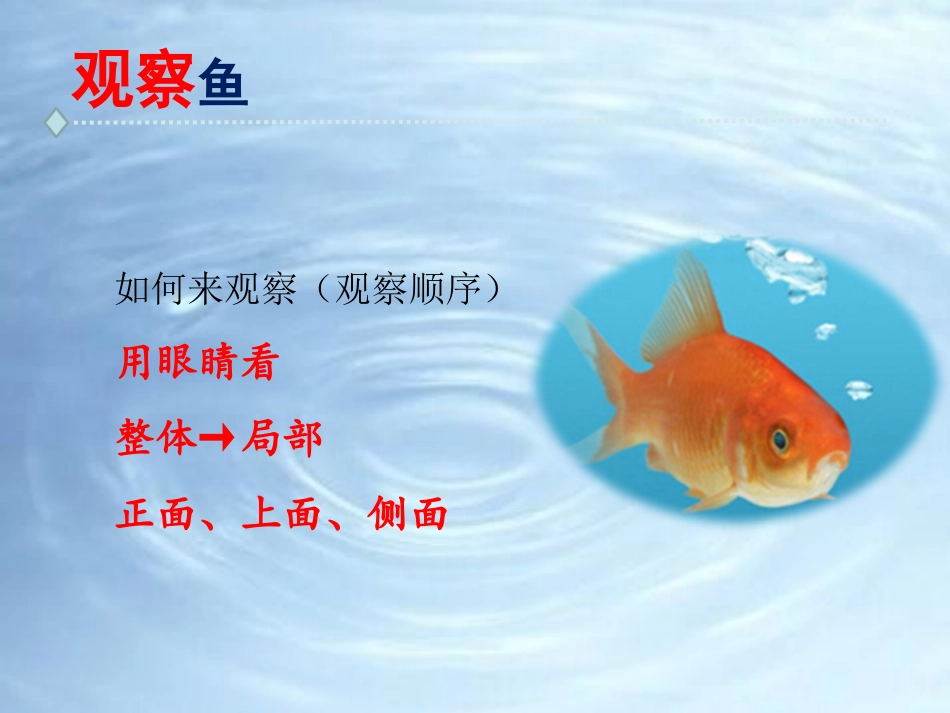 《观察鱼》PPT课件[教科版一年级科学下册]_第2页