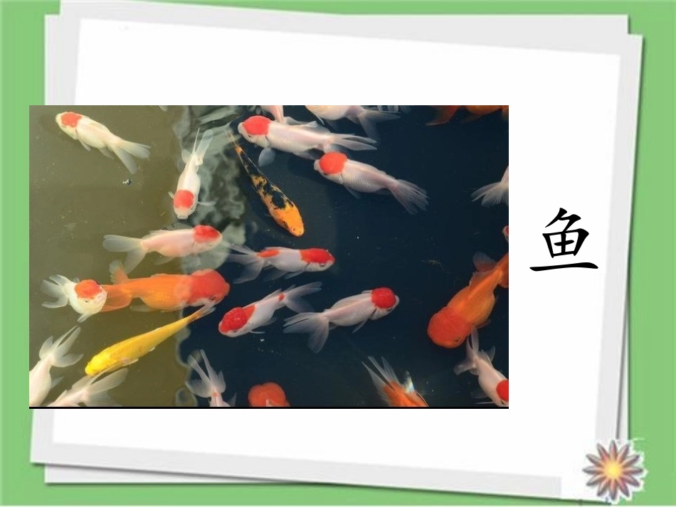 《观察鱼》PPT免费课件[教科版一年级科学下册]_第3页