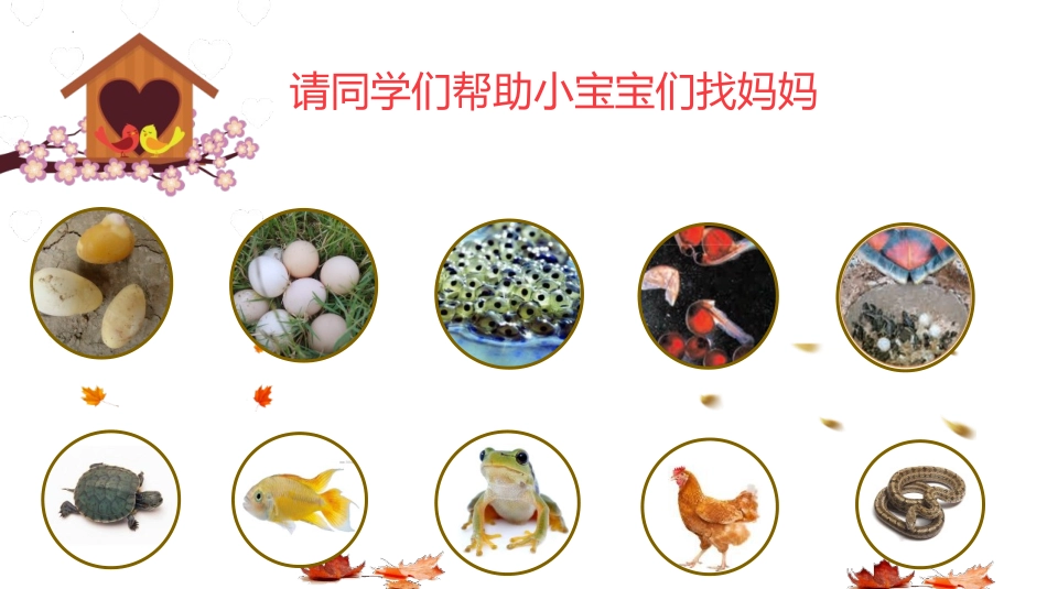 《认识其它动物的卵》PPT教学课件[教科版三年级科学下册]_第3页