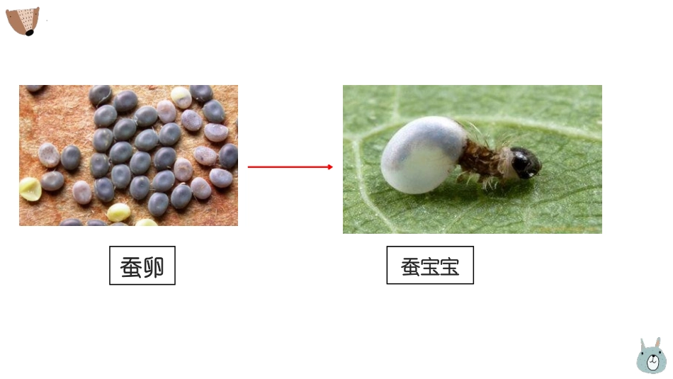 《认识其它动物的卵》PPT课件[教科版三年级科学下册]_第2页