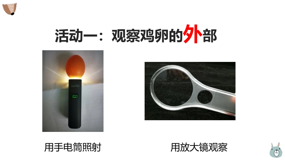 《认识其它动物的卵》PPT课件[教科版三年级科学下册]_第3页