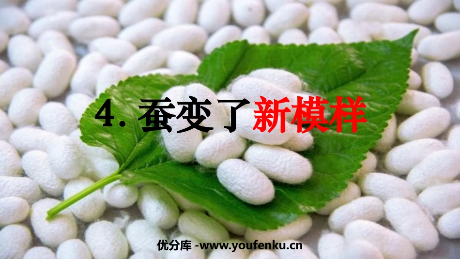 《蚕变了新模样》PPT课件[教科版三年级科学下册]_第1页