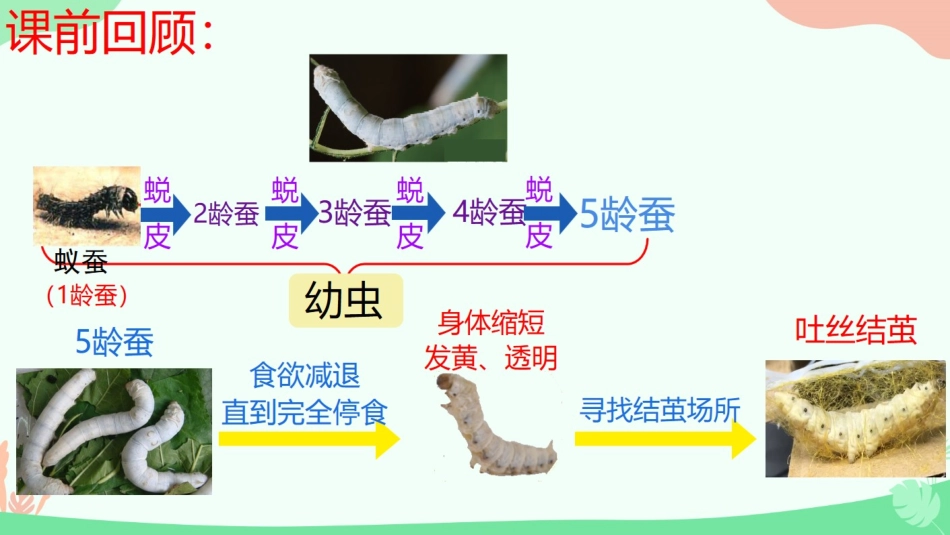 《蚕变了新模样》PPT课件[教科版三年级科学下册]_第2页