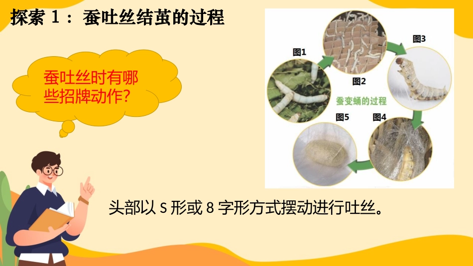 《蚕变了新模样》PPT课件[教科版三年级科学下册]_第3页