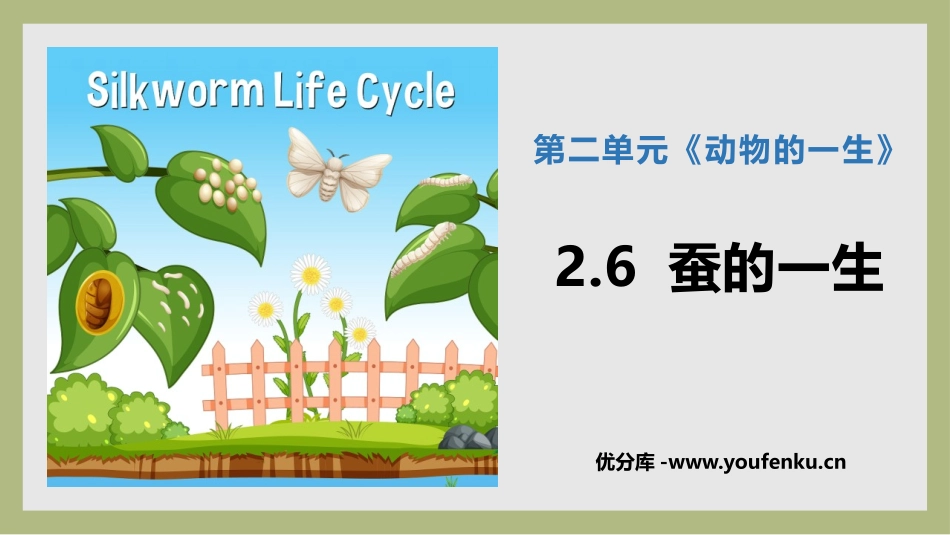 《蚕的一生》PPT课件[教科版三年级科学下册]_第1页