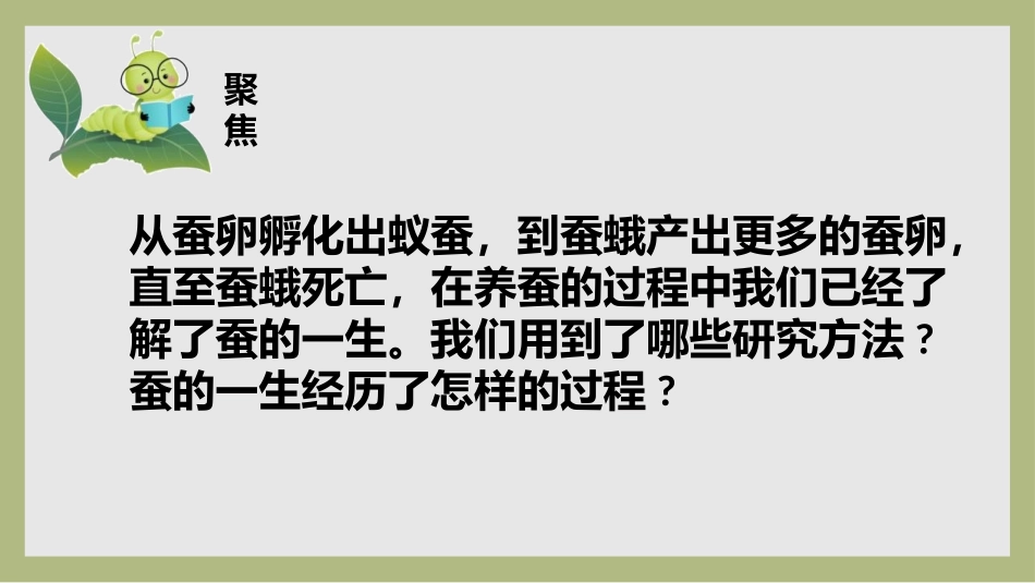 《蚕的一生》PPT课件[教科版三年级科学下册]_第2页