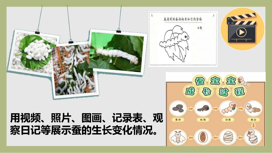 《蚕的一生》PPT课件[教科版三年级科学下册]_第3页