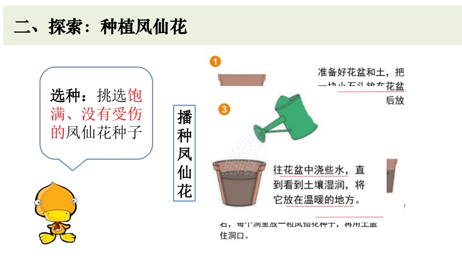 《种植凤仙花》PPT课件[教科版四年级科学下册]_第3页