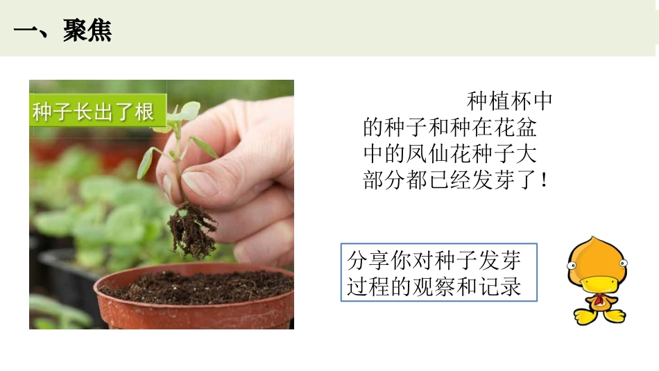 《种子长出了根》PPT课件[教科版四年级科学下册]_第2页