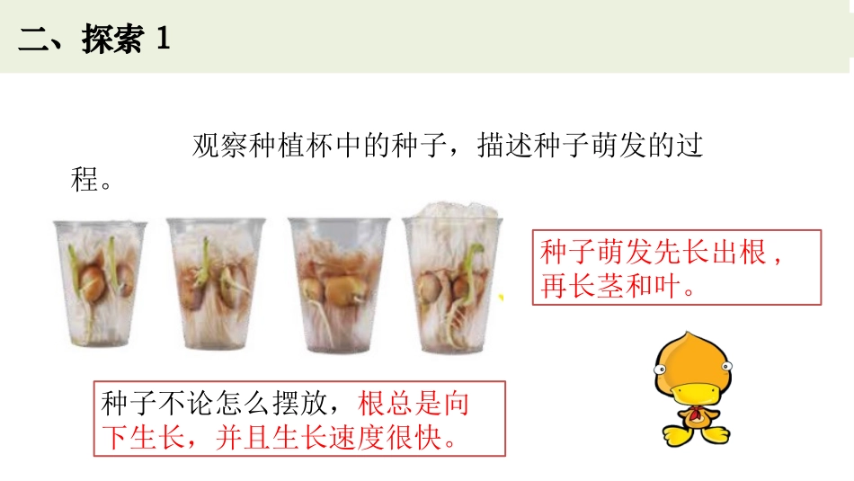 《种子长出了根》PPT课件[教科版四年级科学下册]_第3页