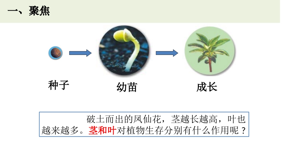 《茎和叶》PPT课件[教科版四年级科学下册]_第2页