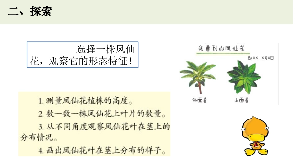 《茎和叶》PPT课件[教科版四年级科学下册]_第3页