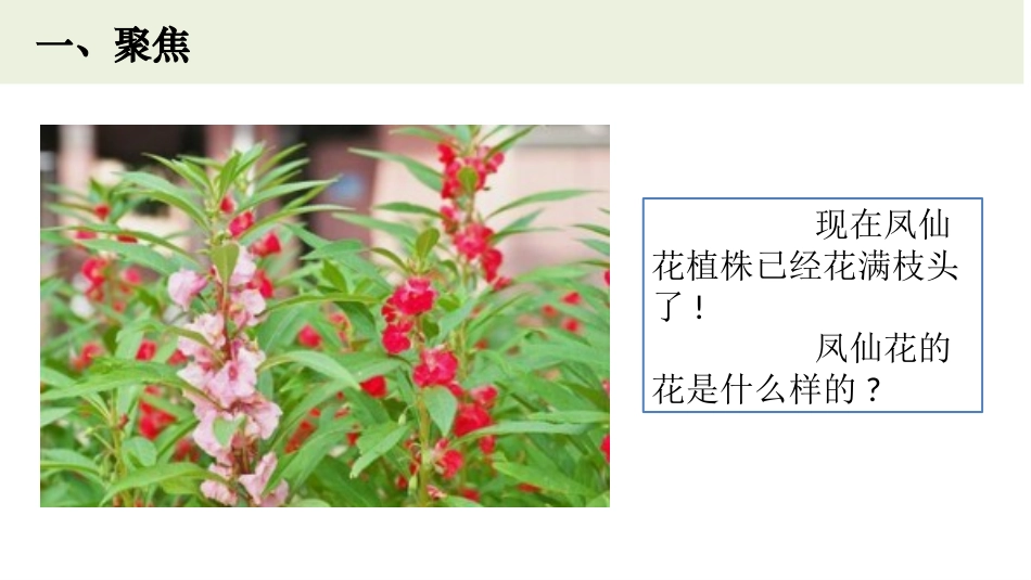 《凤仙花开花了》PPT课件[教科版四年级科学下册]_第2页