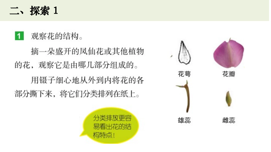 《凤仙花开花了》PPT课件[教科版四年级科学下册]_第3页