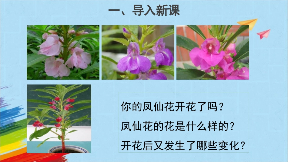 《凤仙花开花了》PPT课件[教科版四年级科学下册]_第2页