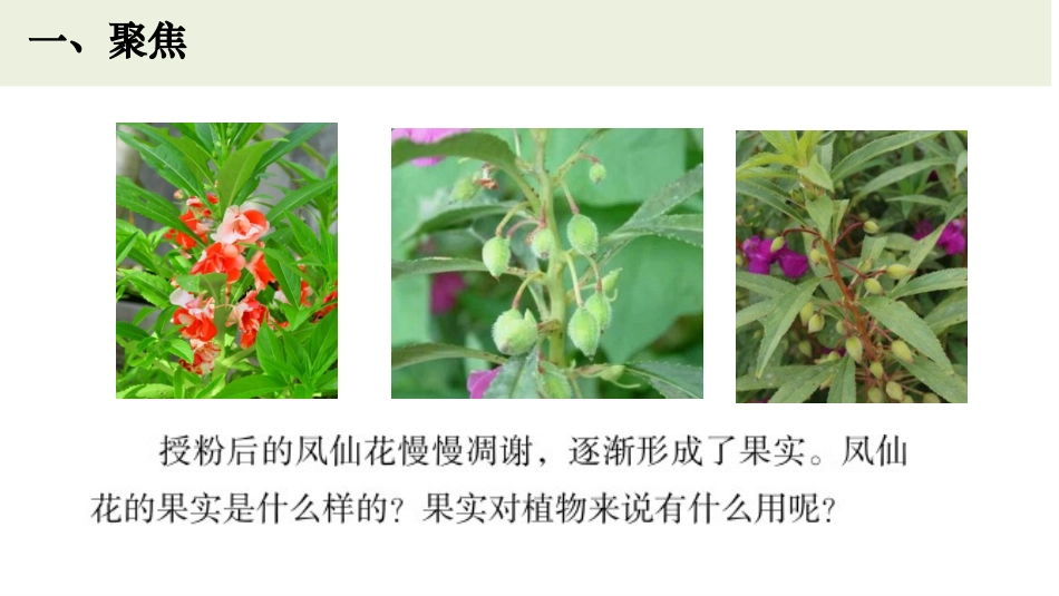《果实和种子》PPT课件[教科版四年级科学下册]_第2页