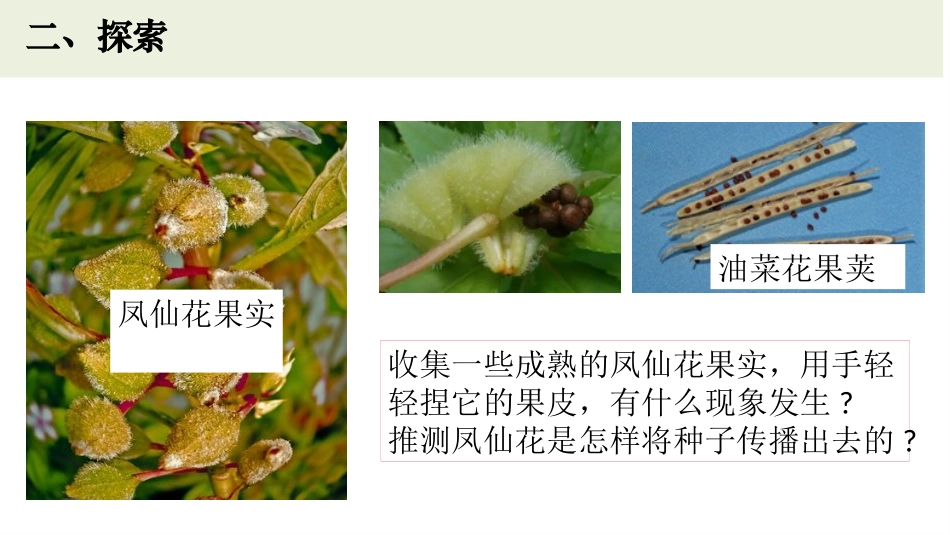 《种子的传播》PPT课件[教科版四年级科学下册]_第3页