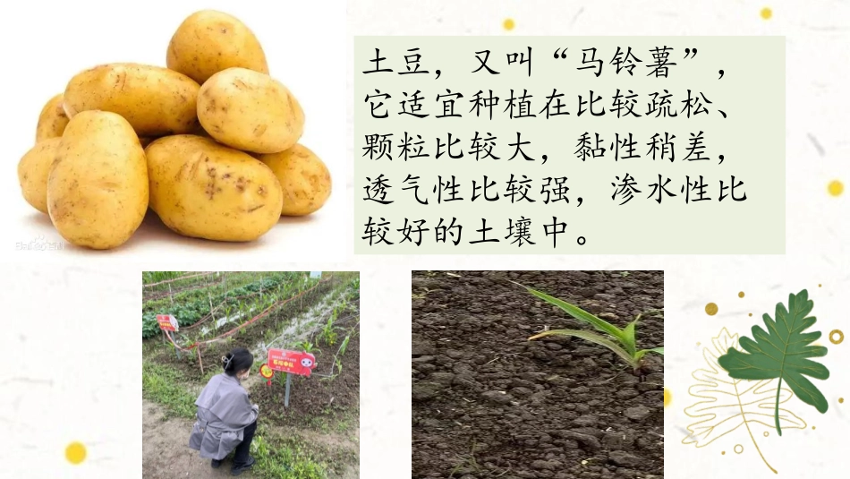 《比较土壤的不同》PPT课件[教科版四年级科学下册]_第2页