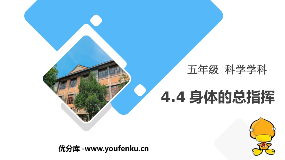 《身体的总指挥》PPT课件[教科版五年级科学上册]_第1页