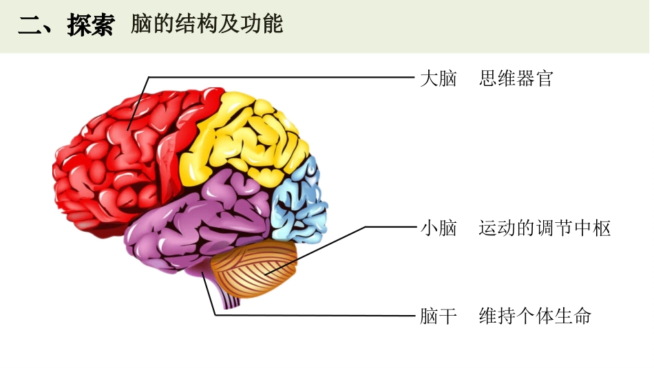 《身体的总指挥》PPT课件[教科版五年级科学上册]_第3页