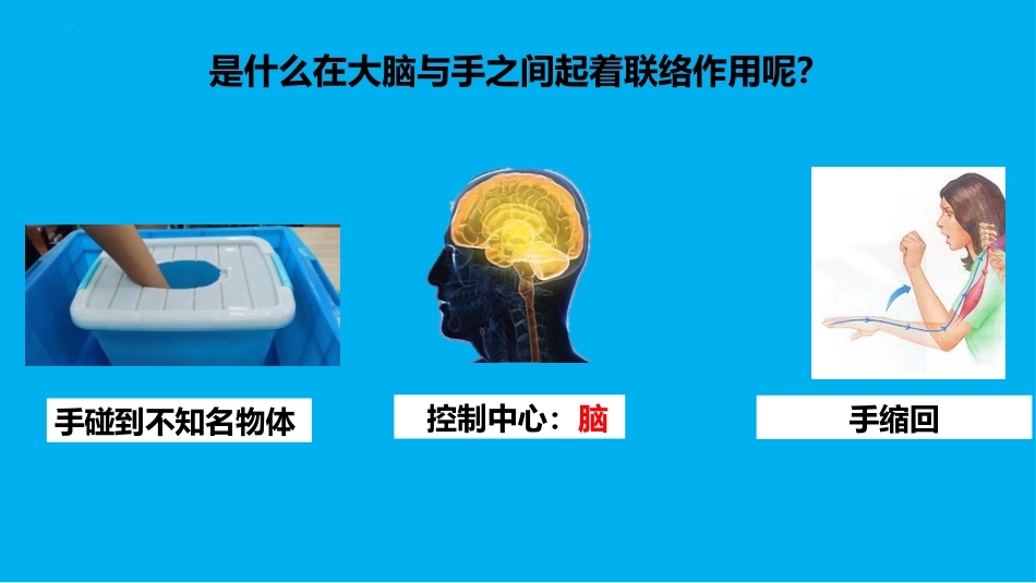 《身体的“联络员”》PPT课件[教科版五年级科学上册]_第2页