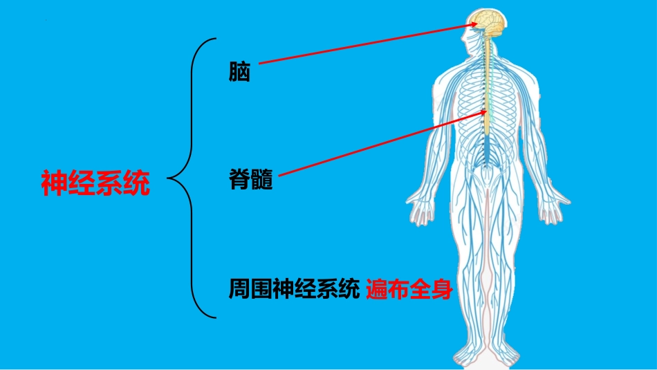 《身体的“联络员”》PPT课件[教科版五年级科学上册]_第3页