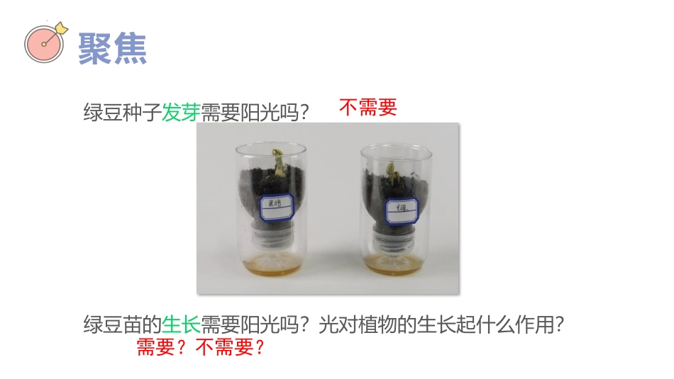 《绿豆苗的生长》PPT课件[教科版五年级科学下册]_第3页