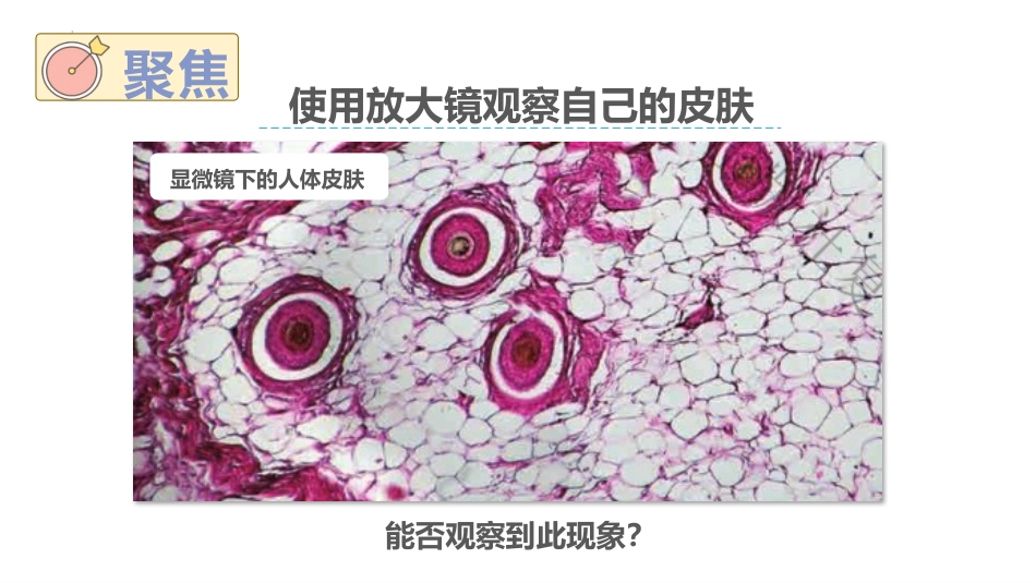 《怎样放的更大》PPT课件[教科版六年级科学上册]_第2页