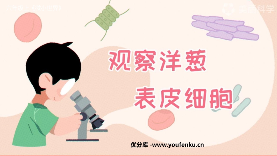 《观察洋葱表皮细胞》PPT课件[教科版六年级科学上册]_第1页