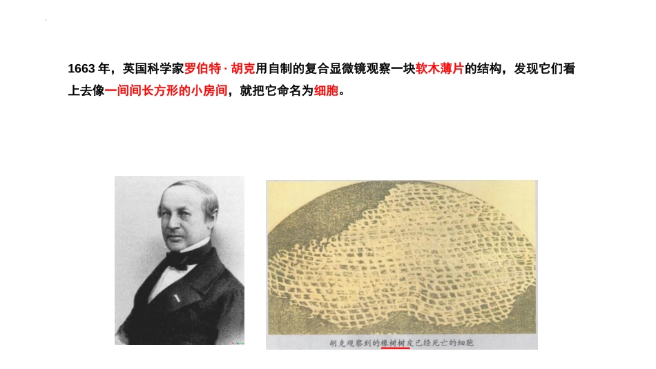 《观察洋葱表皮细胞》PPT课件[教科版六年级科学上册]_第2页