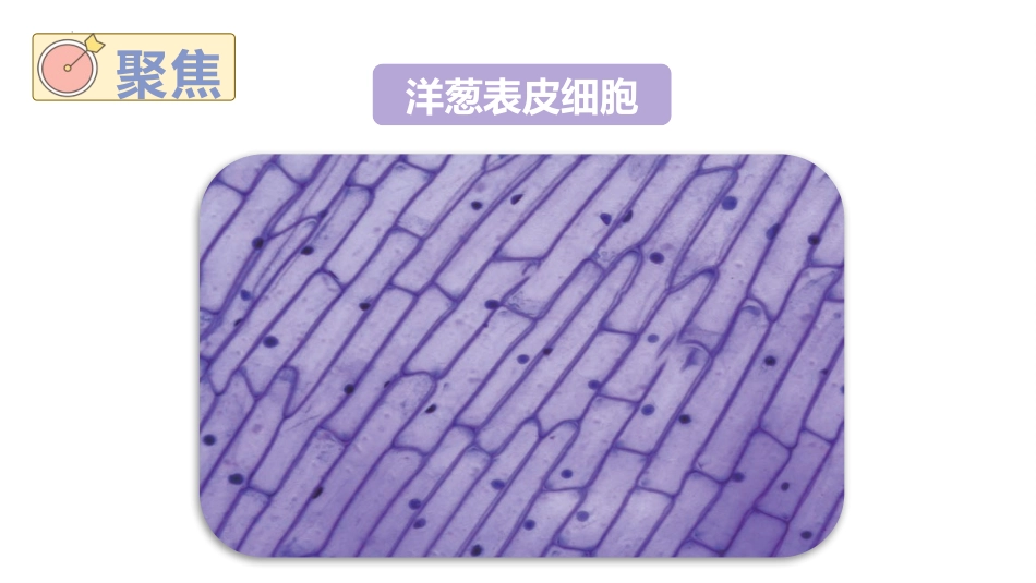 《观察洋葱表皮细胞》PPT课件[教科版六年级科学上册]_第3页