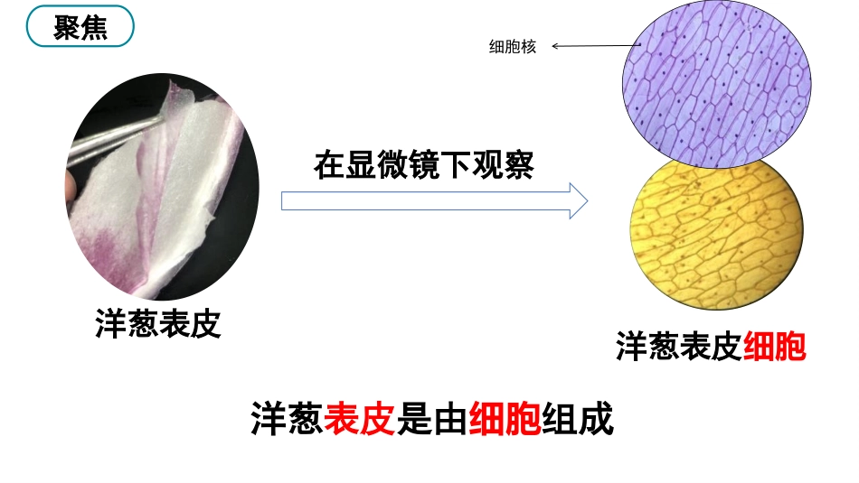 《观察更多的生物细胞》PPT课件[教科版六年级科学上册]_第2页