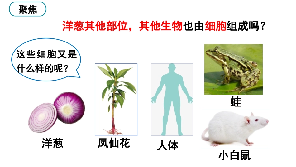 《观察更多的生物细胞》PPT课件[教科版六年级科学上册]_第3页