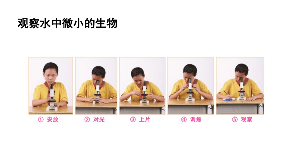 《观察水中微小的生物》PPT课件[教科版六年级科学上册]_第3页