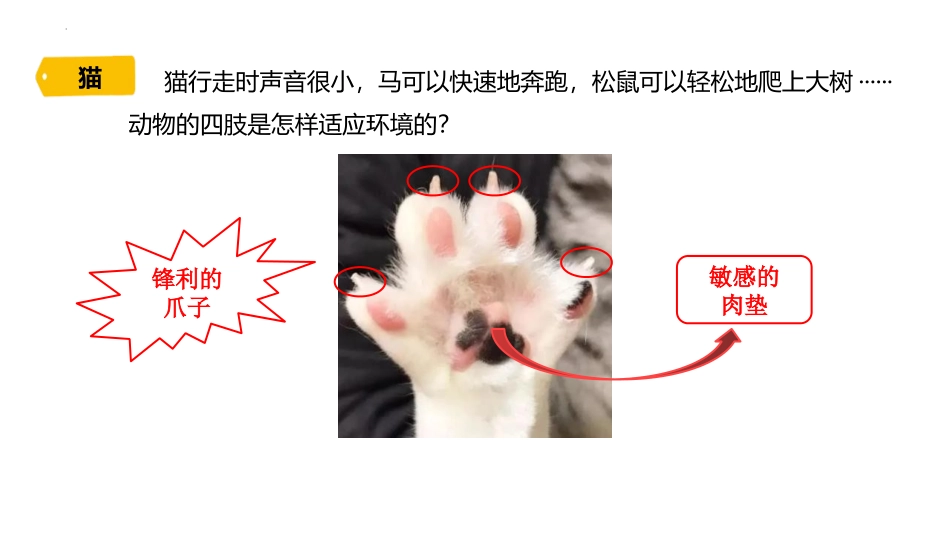 《动物的四肢》PPT课件[青岛版三年级科学上册]_第2页