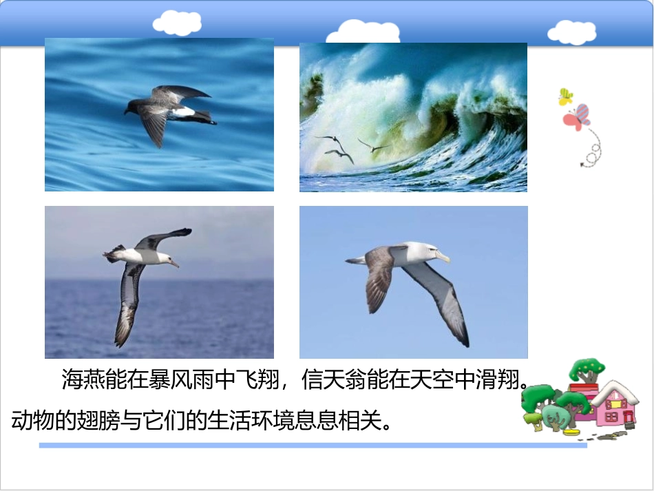 《动物的翅膀》PPT课件[青岛版三年级科学上册]_第2页