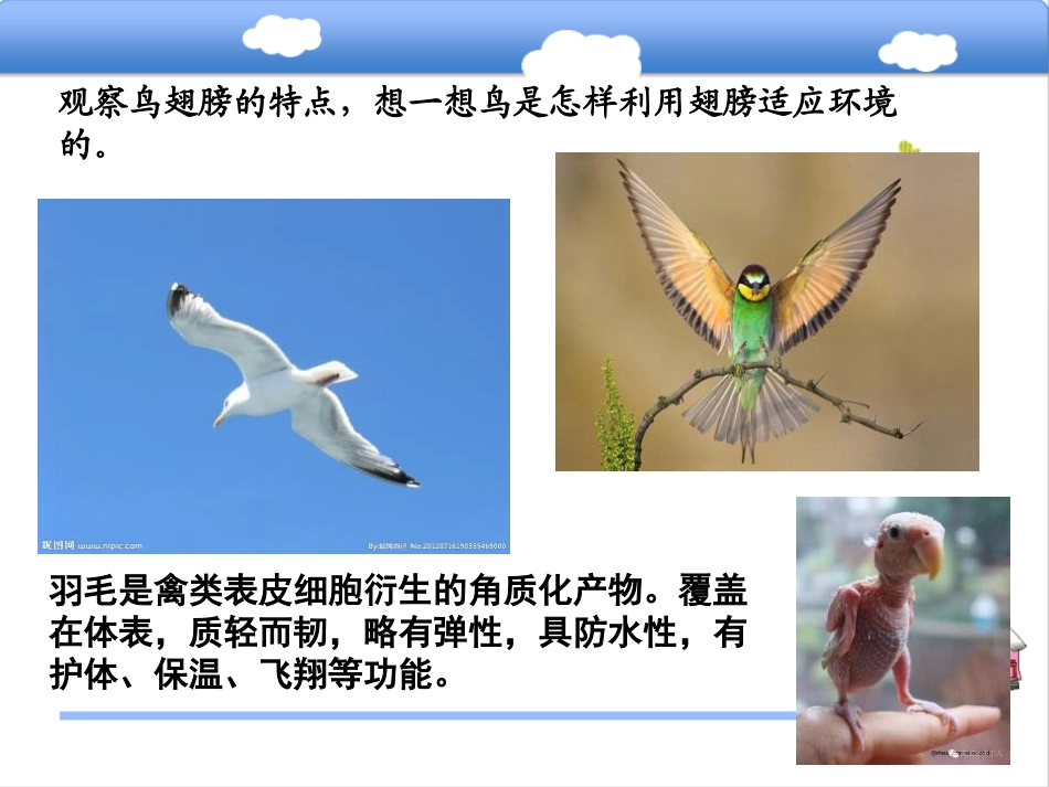 《动物的翅膀》PPT课件[青岛版三年级科学上册]_第3页