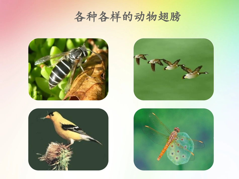 《动物的翅膀》PPT课件[青岛版三年级科学上册]_第2页
