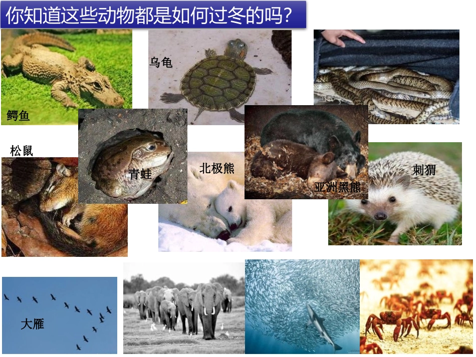 《冬眠与迁徙》PPT课件[青岛版三年级科学上册]_第3页