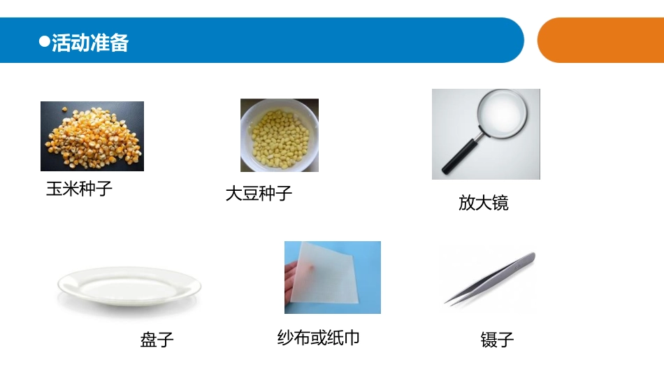 《种子发芽了》PPT课件[青岛版三年级科学上册]_第2页