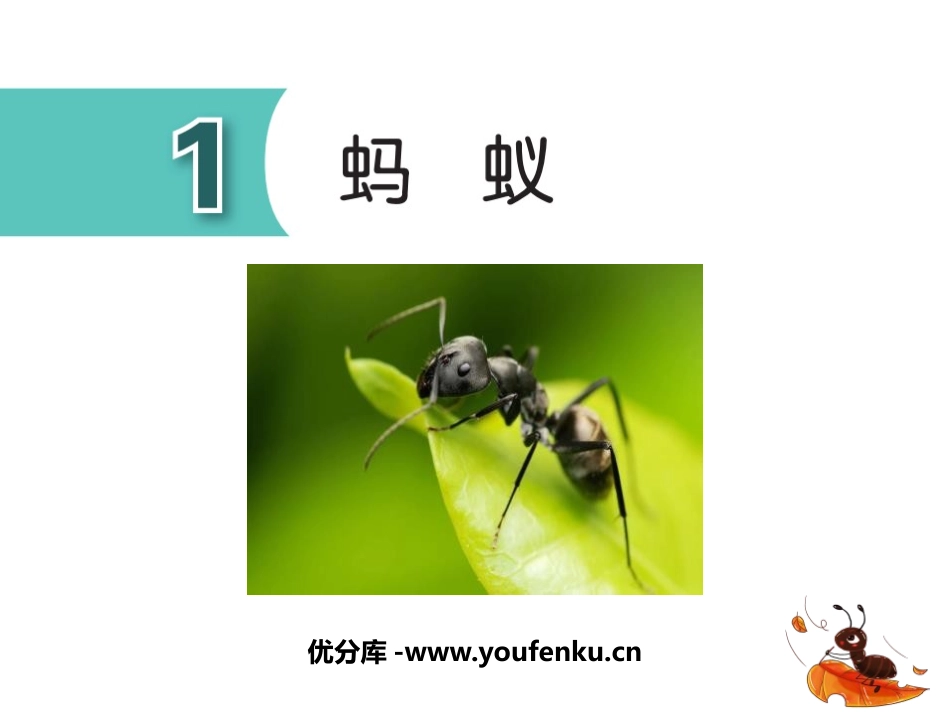 《蚂蚁》PPT教学课件[青岛版四年级科学上册]_第1页