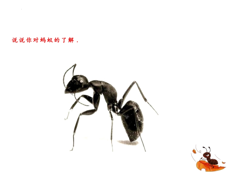 《蚂蚁》PPT教学课件[青岛版四年级科学上册]_第3页