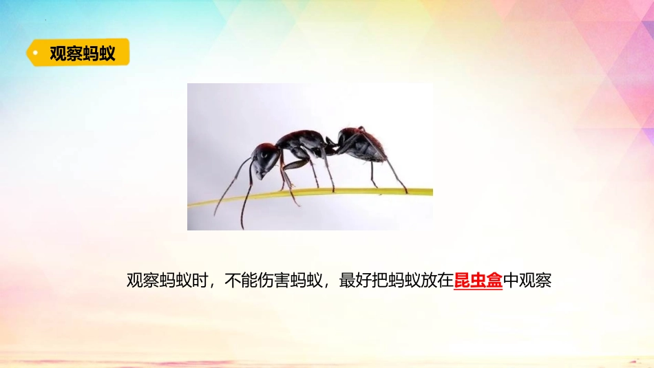《蚂蚁》PPT免费课件[青岛版四年级科学上册]_第2页