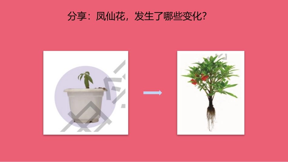 《根、茎、叶》PPT课件[人教版三年级科学下册]_第2页