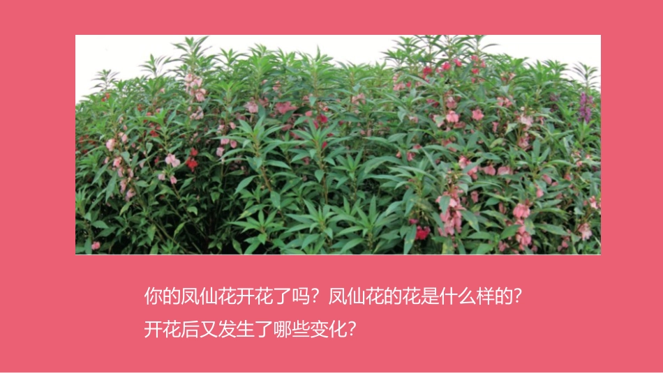 《花、果实、种子》PPT课件[人教版三年级科学下册]_第2页